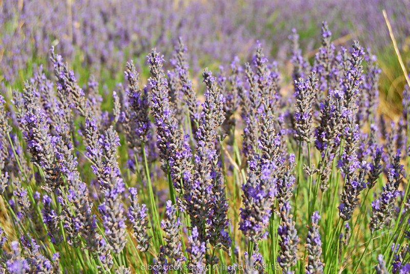 Lavanda lavandin