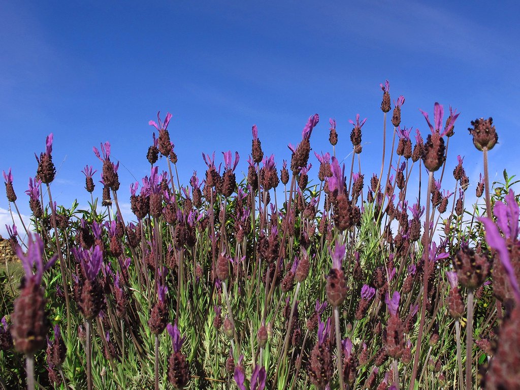 Lavanda silvestre