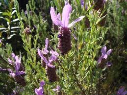 Lavanda stoecha